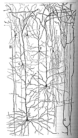 Fisiologí­a del dolor